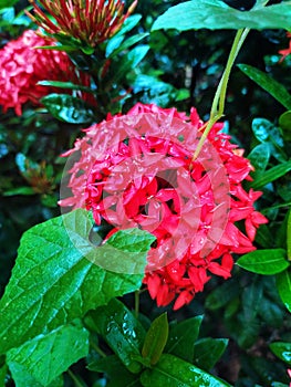 Ixora coccineaÂ & x28;also known asÂ jungle geranium,Â flame of the woodsÂ orÂ jungle flameÂ orÂ pendkuli& x29;